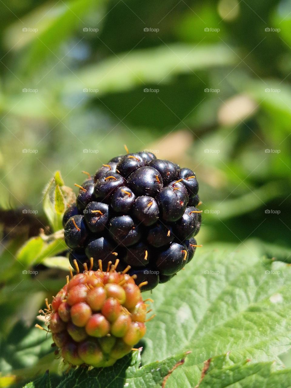 blackberries