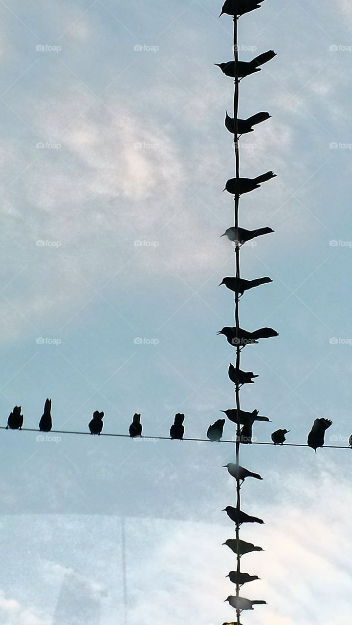 Birds