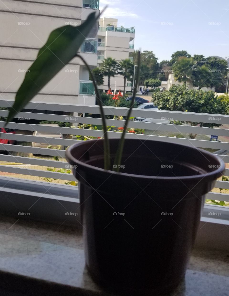 Plantinha no vaso