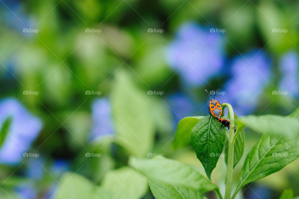 View tower for small bugs.