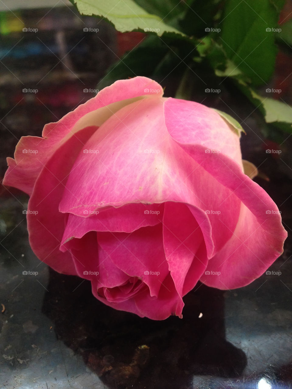 Beautiful rose 