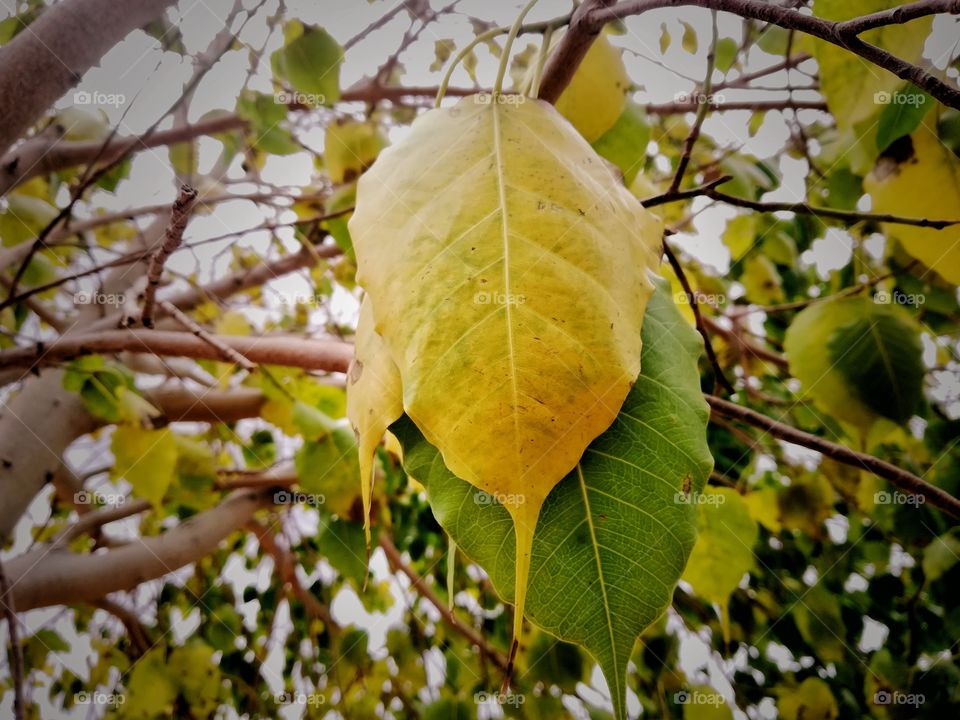 The word fall comes from the Old English word feallan which means “to fall or to die.” Over time, the phrase was shortened to fall. ... The use of the word fall fell out of favor in England. Today, American English uses the word fall, while British