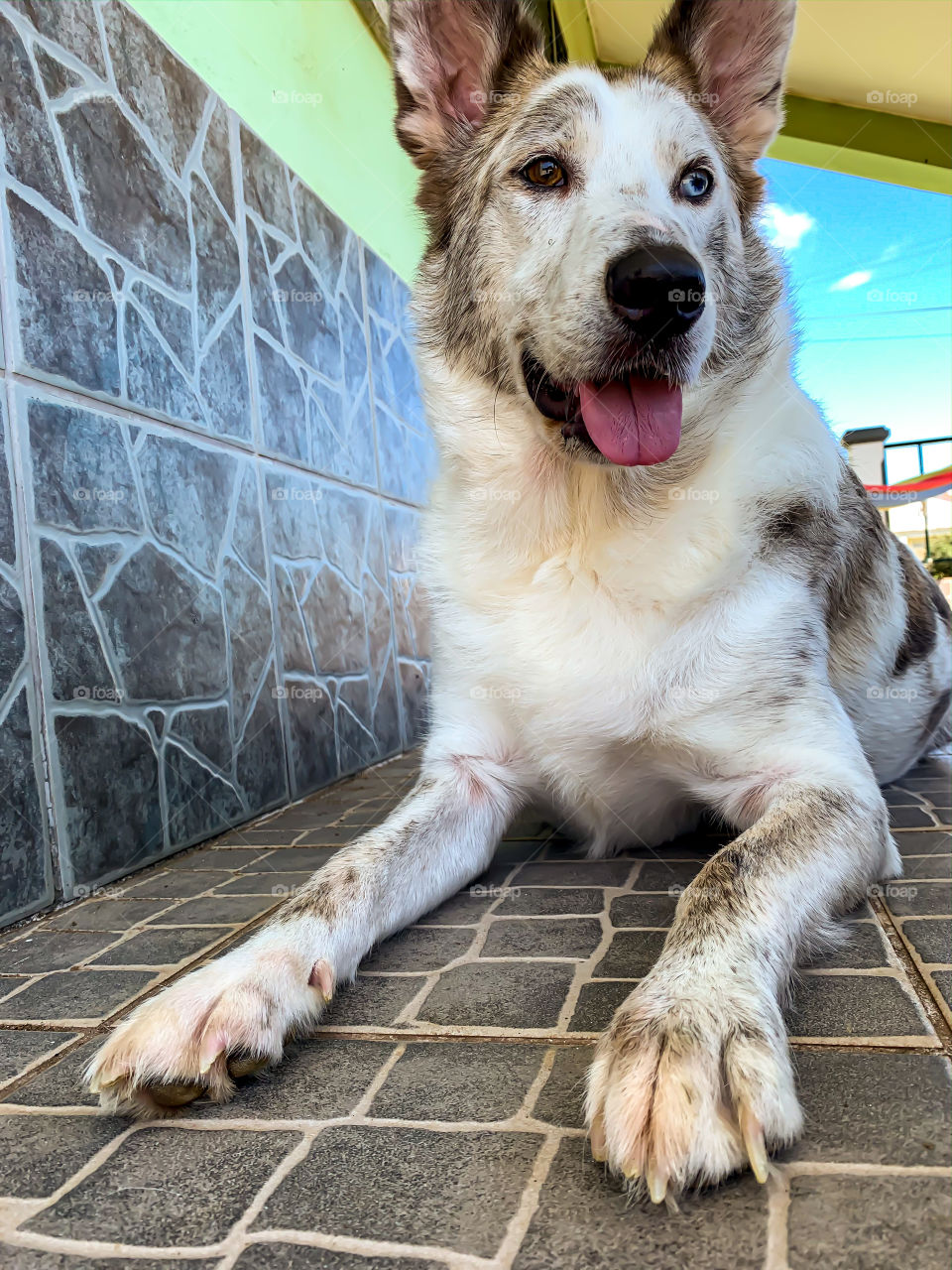Low angle of a laying dog outside