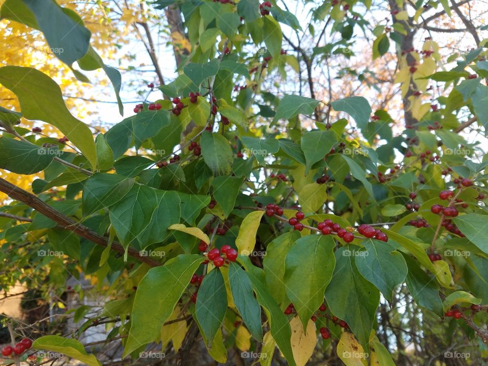 Leaves with berries
