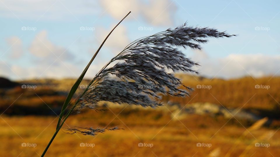 Big grass flipflop