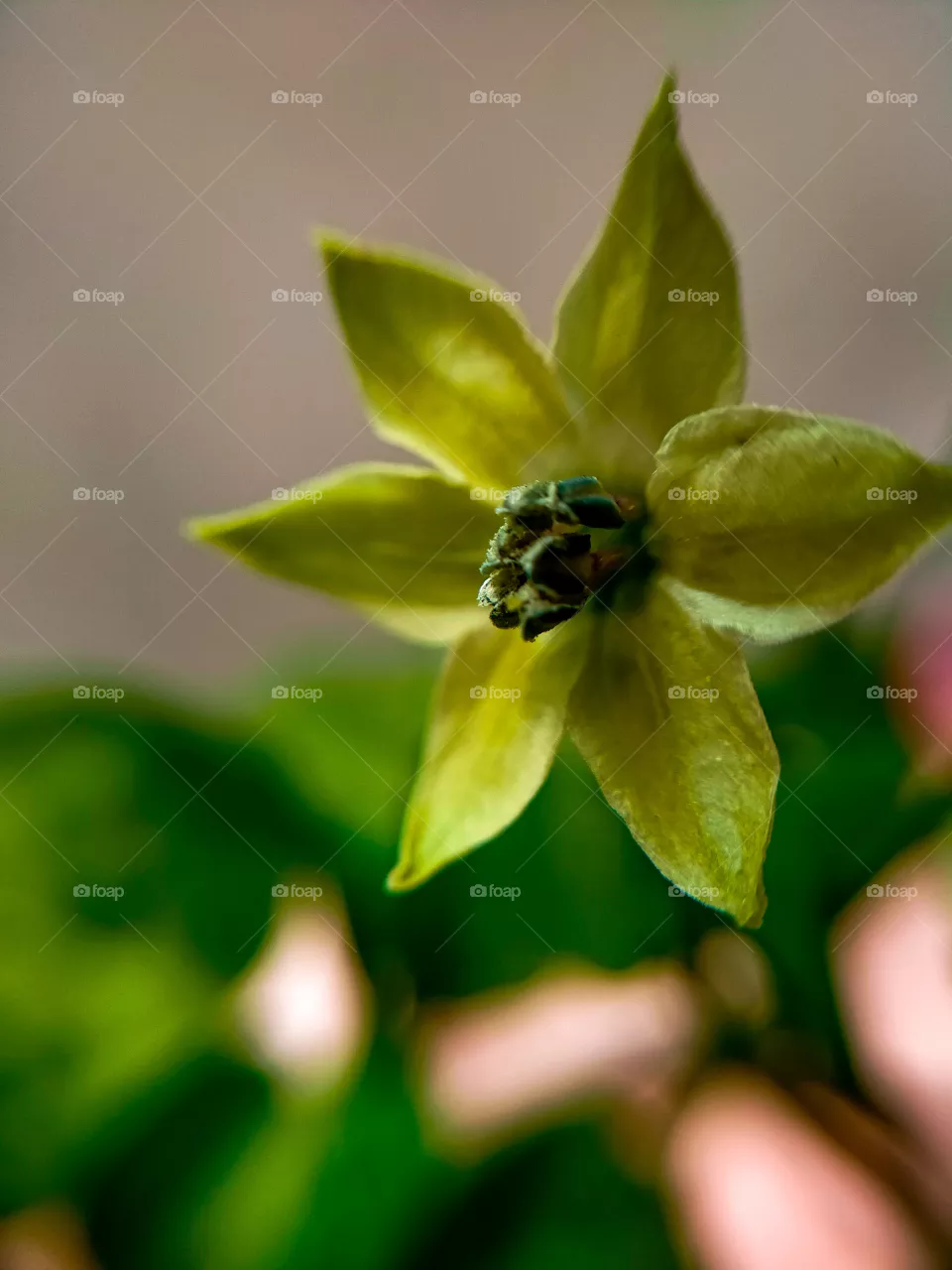 Flower