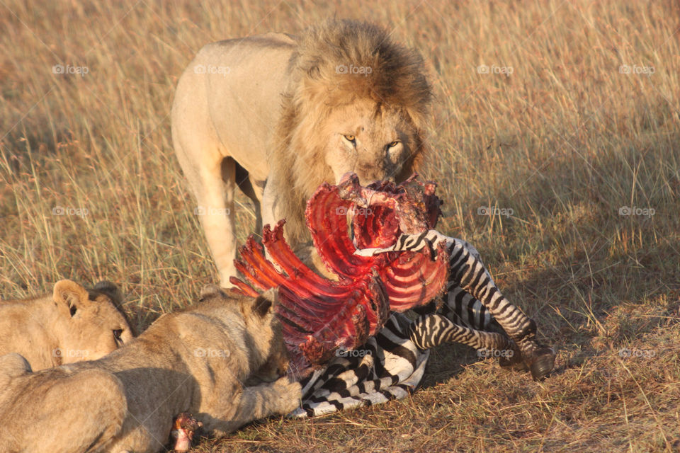 masai mara. kenya. africa lion zebra savannah by twickers