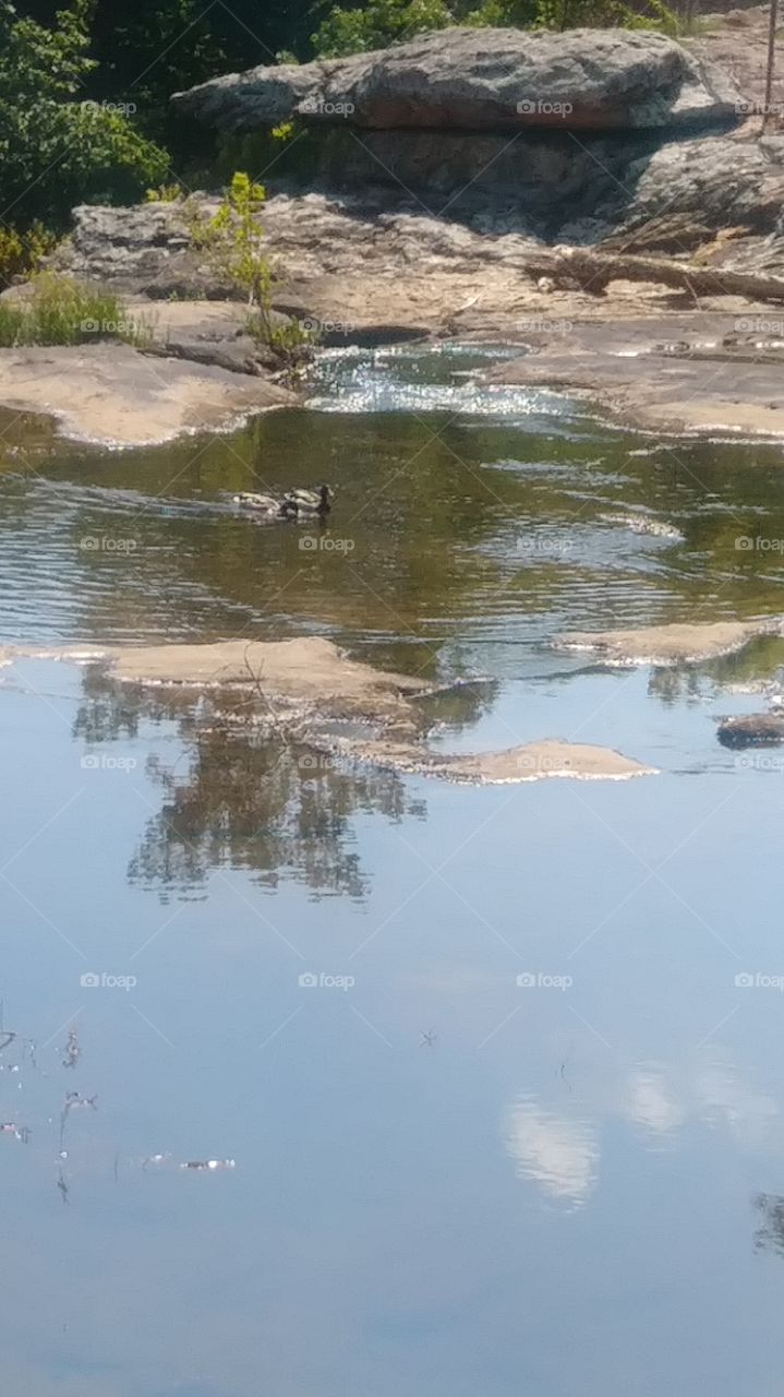 Two ducks flirtingNoccalula Falls