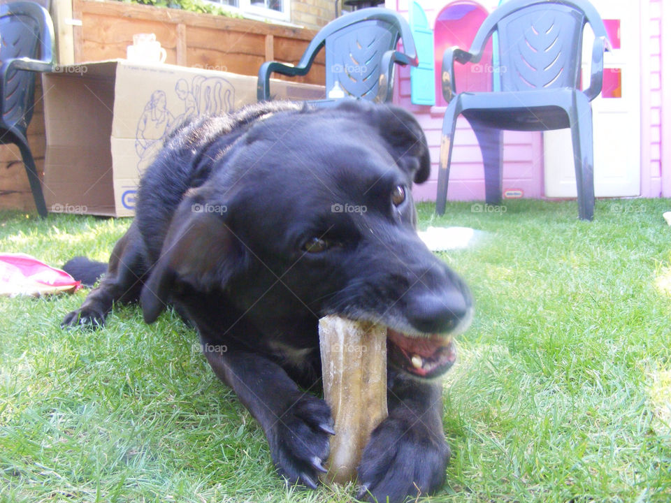 Dog, Pet, Cute, Animal, Grass