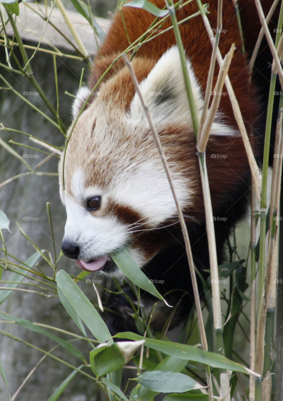 Red panda