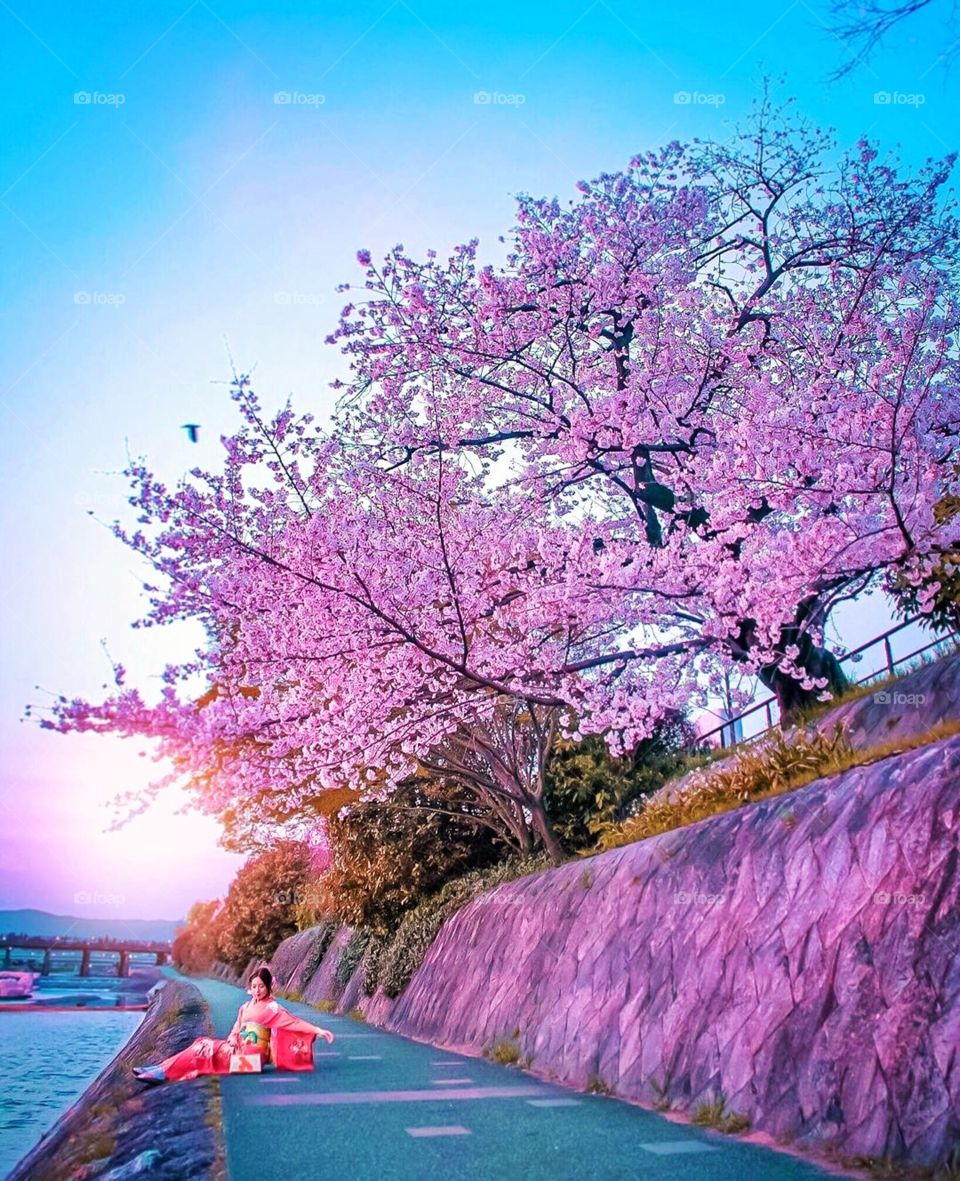 Every photograph tells a story. This one is about my love affair with cherry blossoms and the memoirs of a geisha.