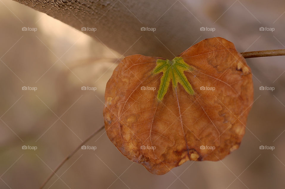 nature macro leaf autumn by yahavesh