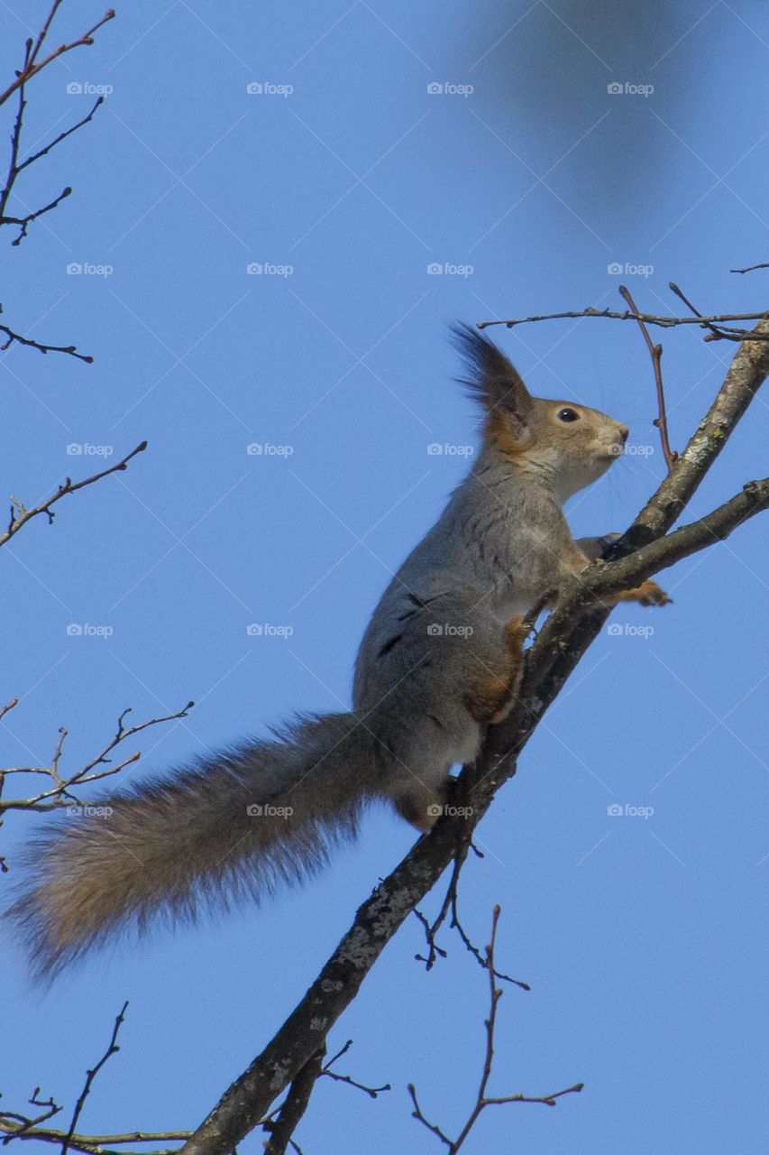 Squirrel