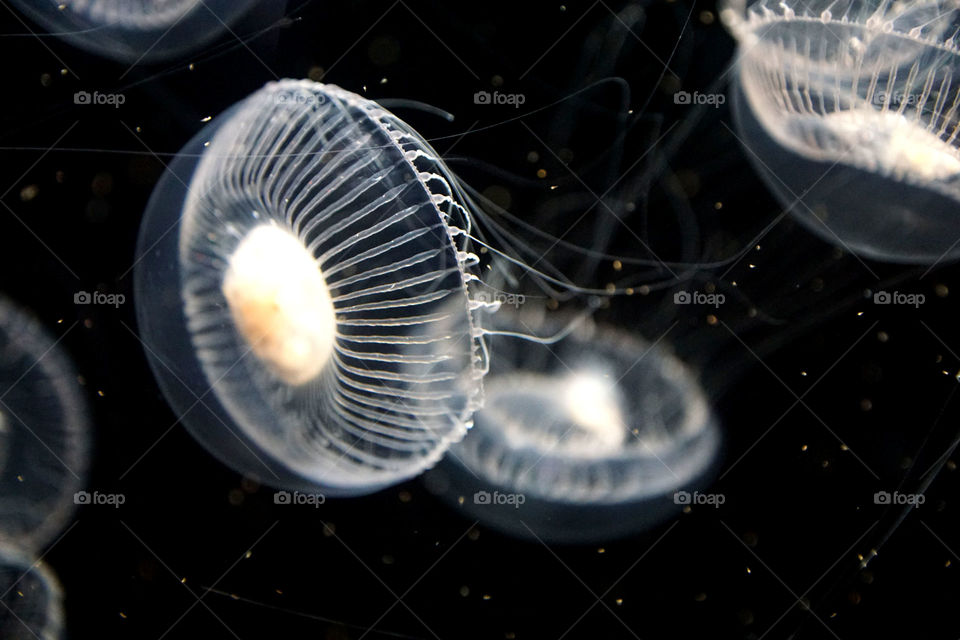 Jelly fish 