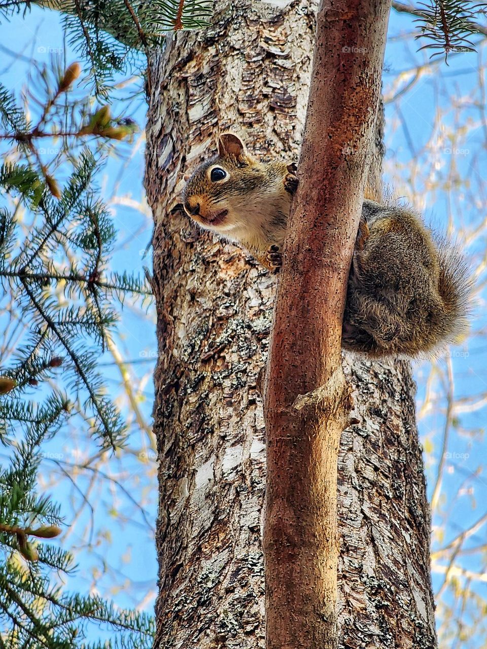 Squirrel sitting on a branch