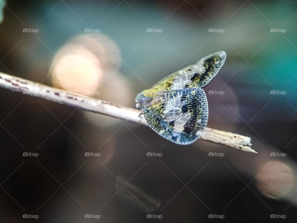 butterfly on a branch.