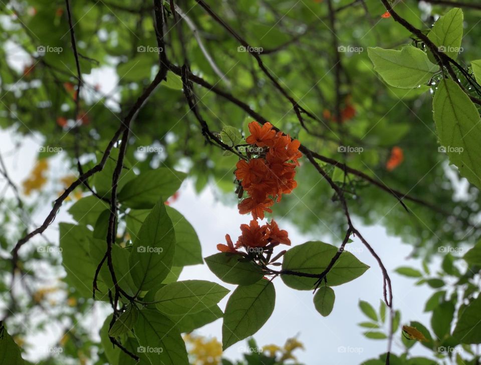 Natural line natural rain and natural color number one 