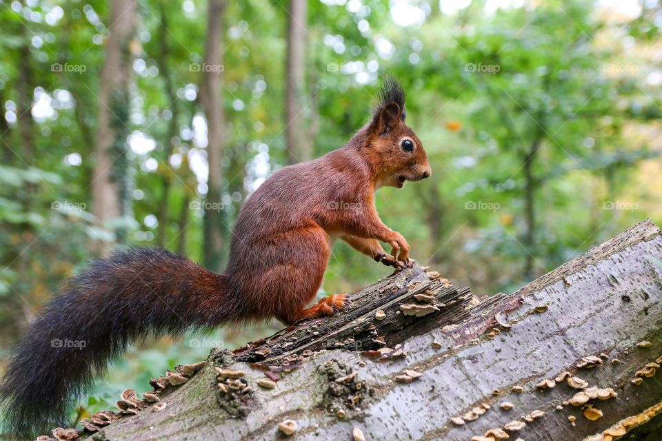 Red squirrel surprised expression in the forest
