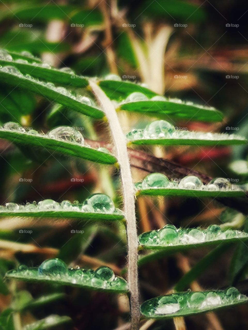 Rainy drops on the grass