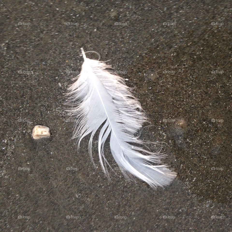 No Person, Feather, Bird, Beach, Sand