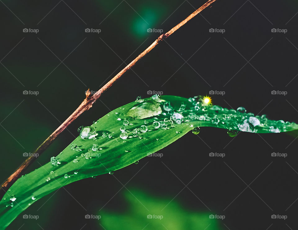 water drops  on leaf- closeup