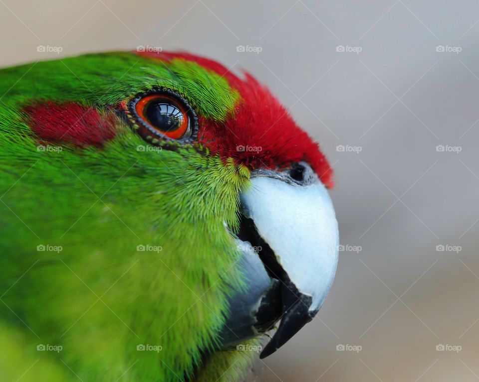 Portrait of red crowned parakeet