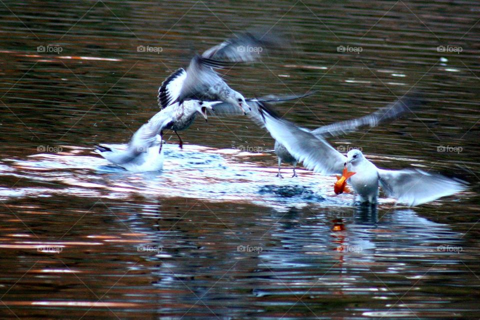 Birds fighting for food