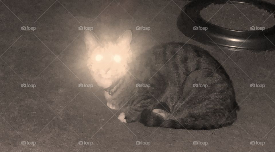 Laser kitty 