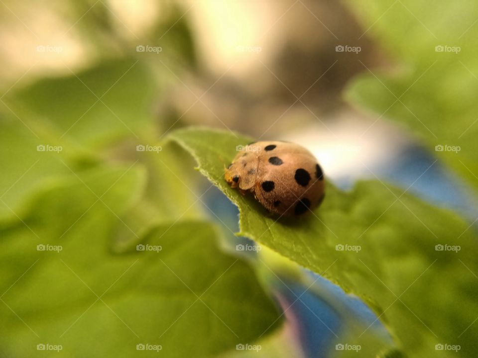 ladybug on a green leaf