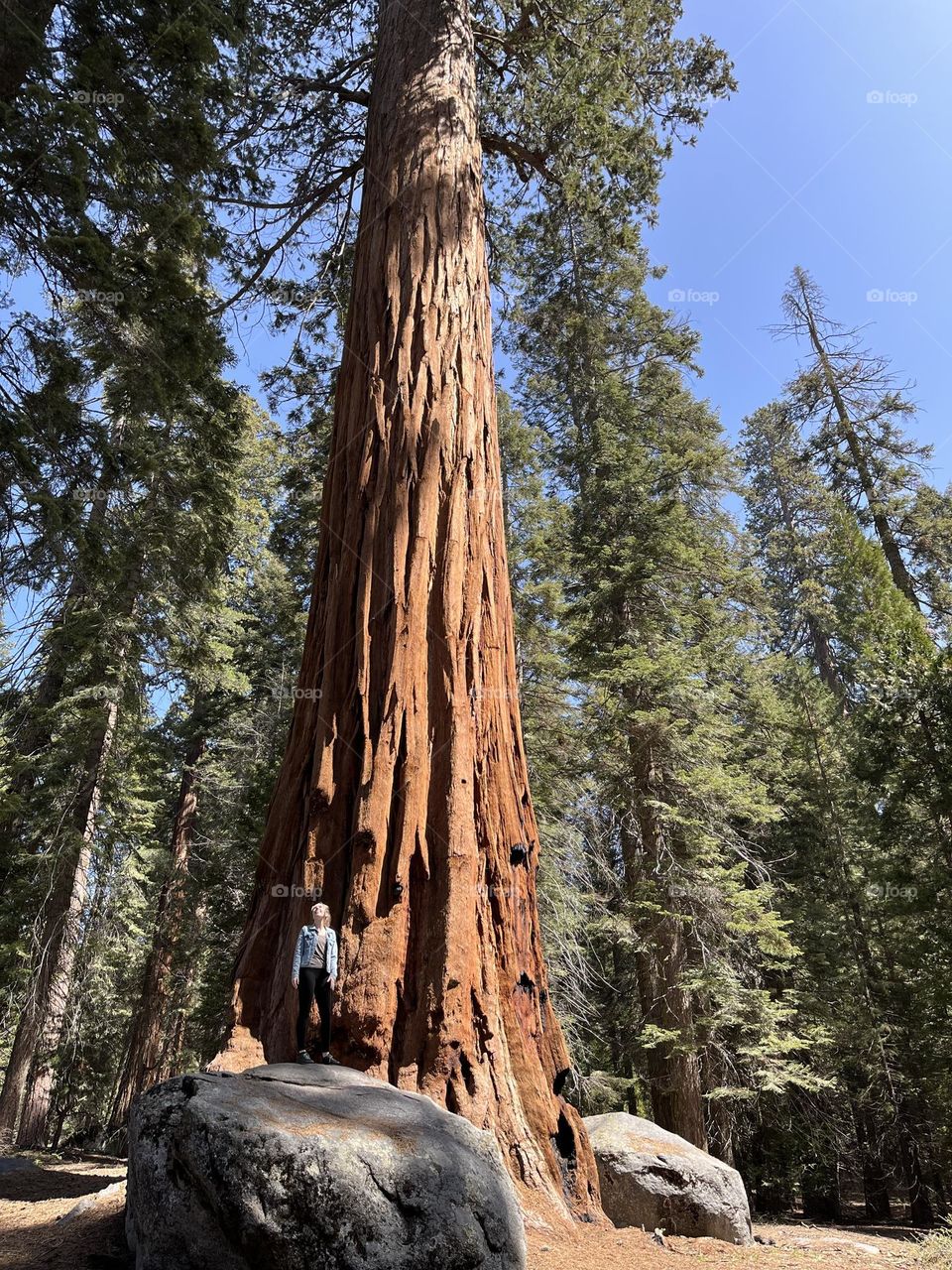 Stunning Sequoia’s 