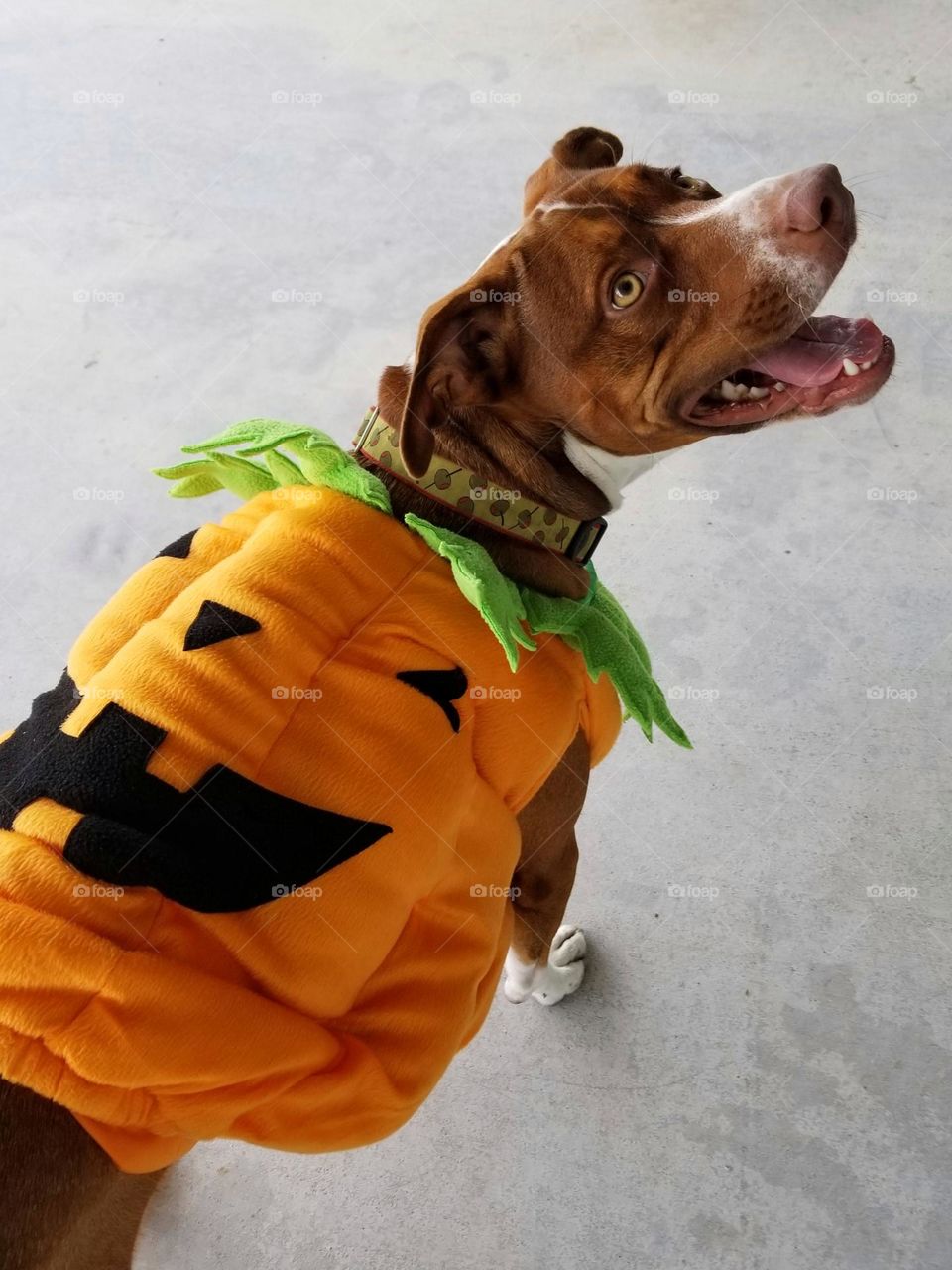 Smiling puppy dog in her Halloween Jack-O-Lantern costume