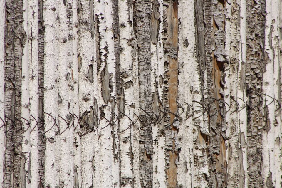 Wood fence 