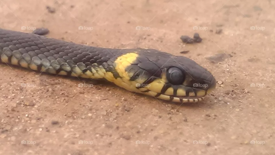 snake