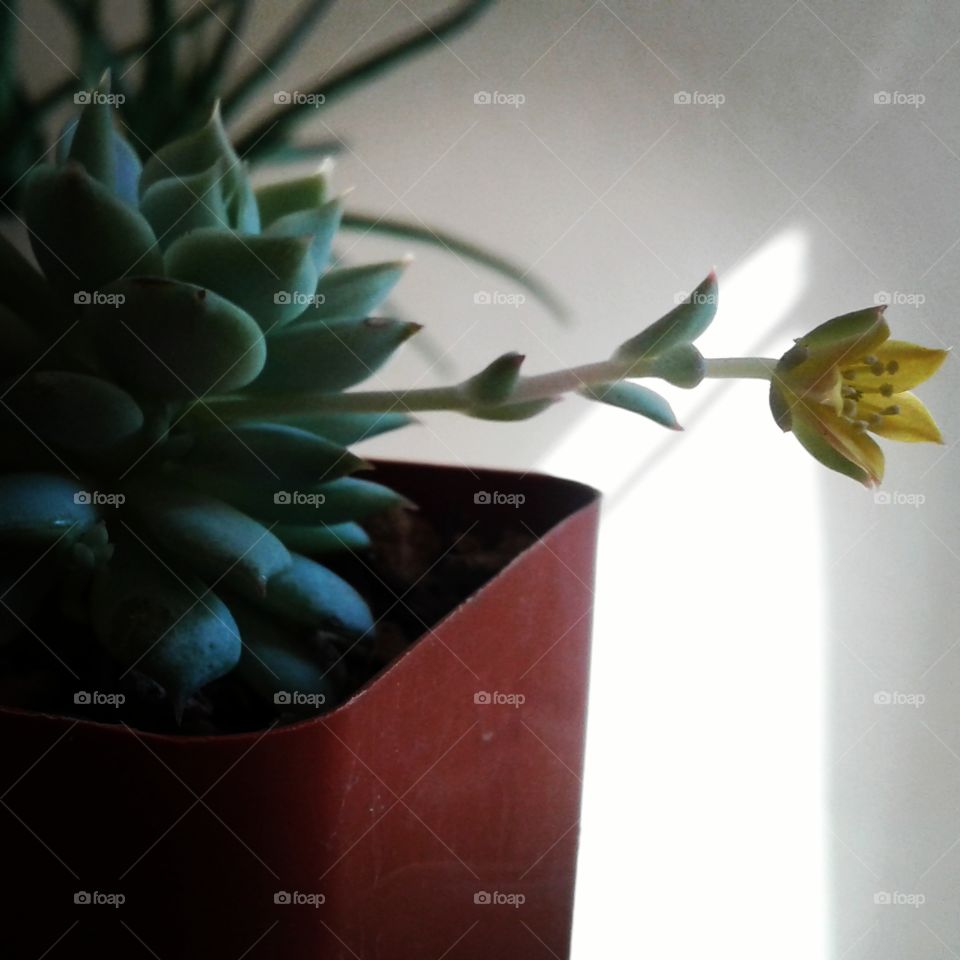 Succulents Flowering