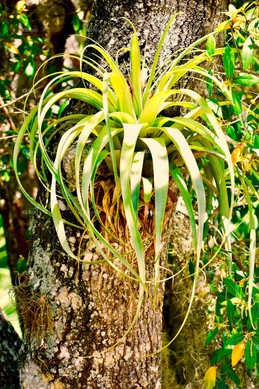 Plant growing out of tree
