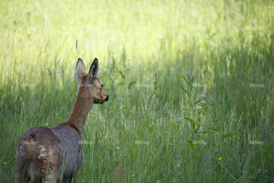 Wildlife in June - deer in the nature 