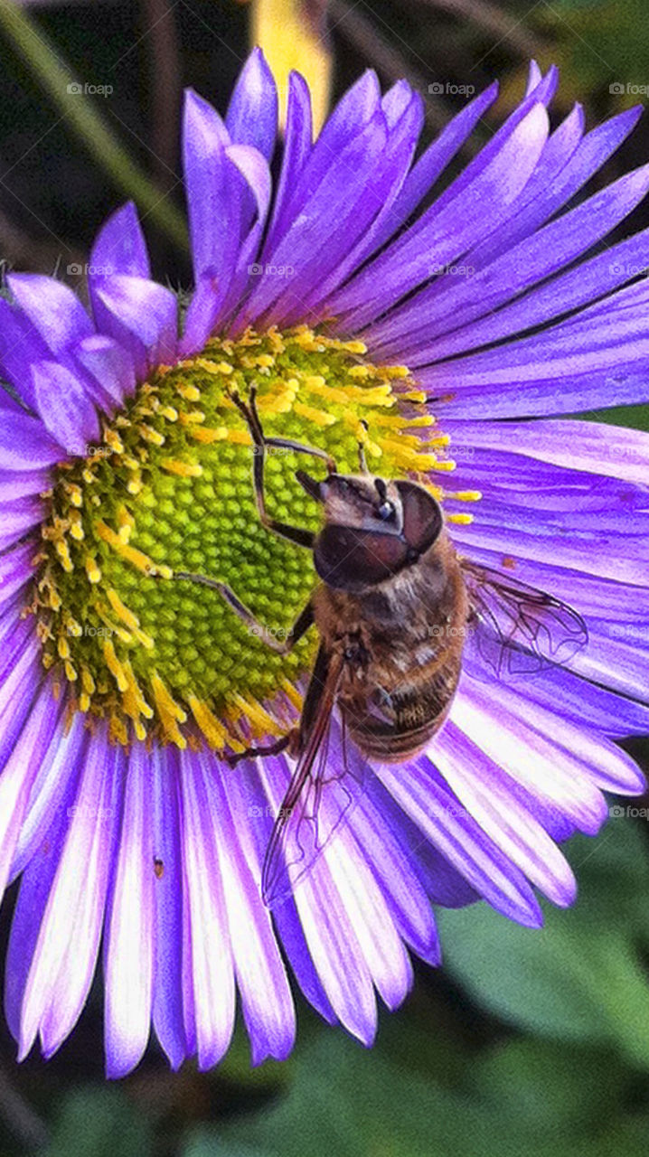 pollen flower summer bee by chris7ben