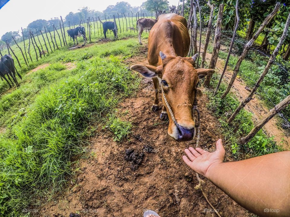 Backyard cow farm Sri Lanka 🇱🇰