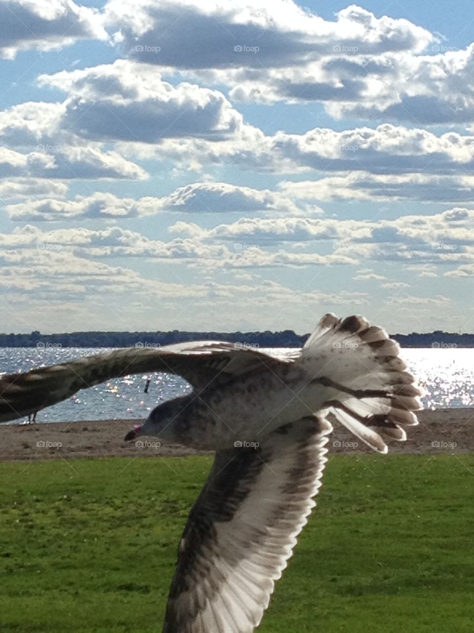 Opportunity takes flight. A day at the beach with family, resulted in this beautiful shot that occurred by chance. 