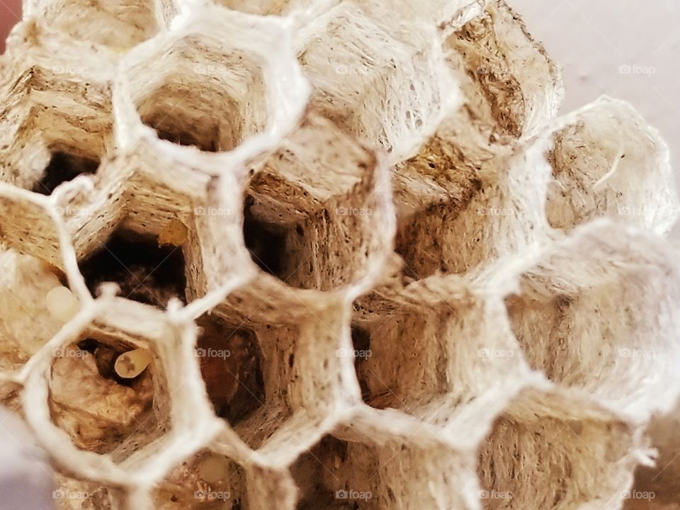 Wasp nest