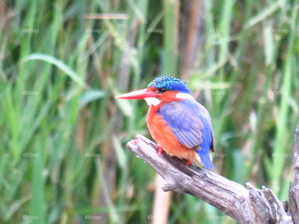 Malakite kingfisher at panic lake hide in the Skukuza region of the Kruger national Park in South Africa