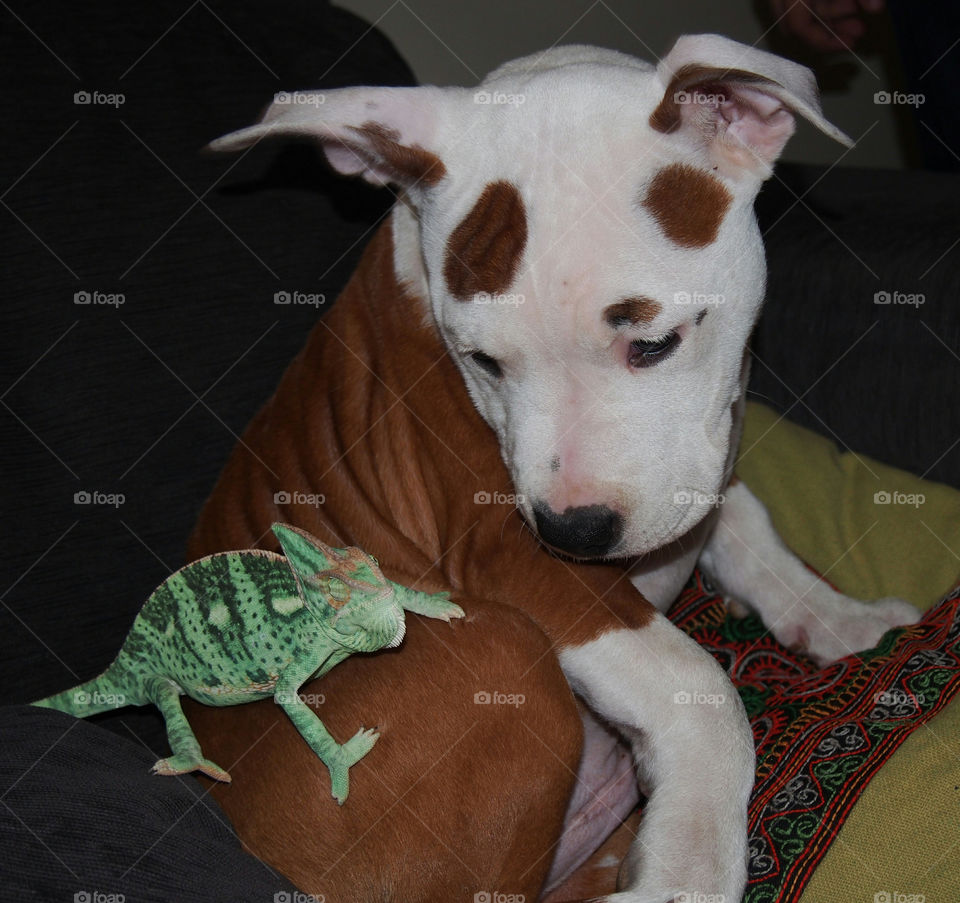 Strange couple puppy and chameleon