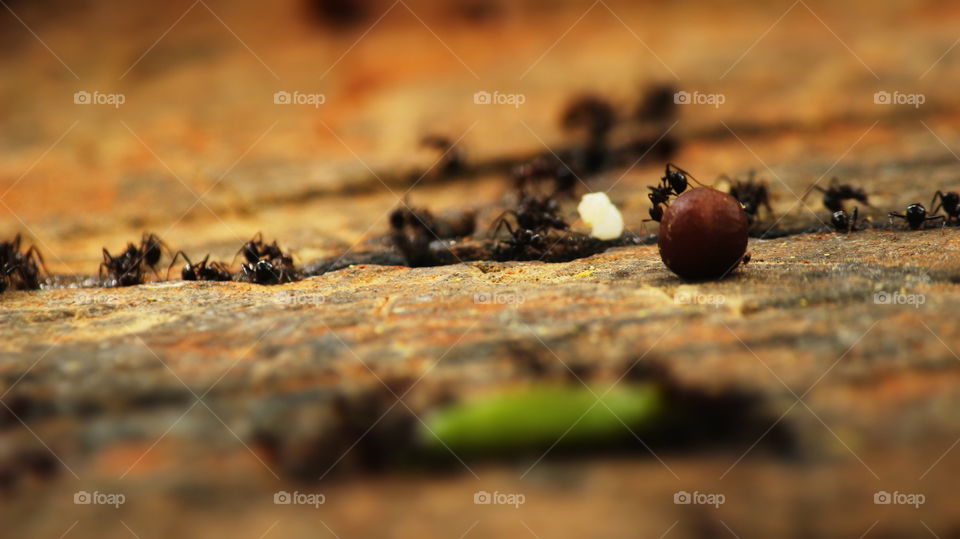 ants collecting and transporting the food
