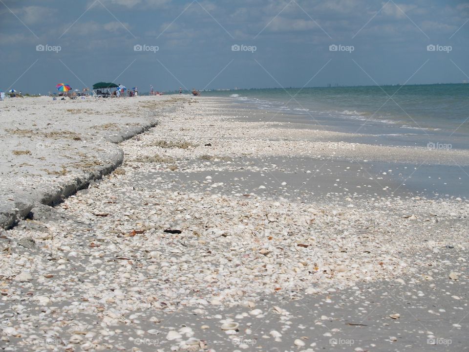 Shells On the Beach