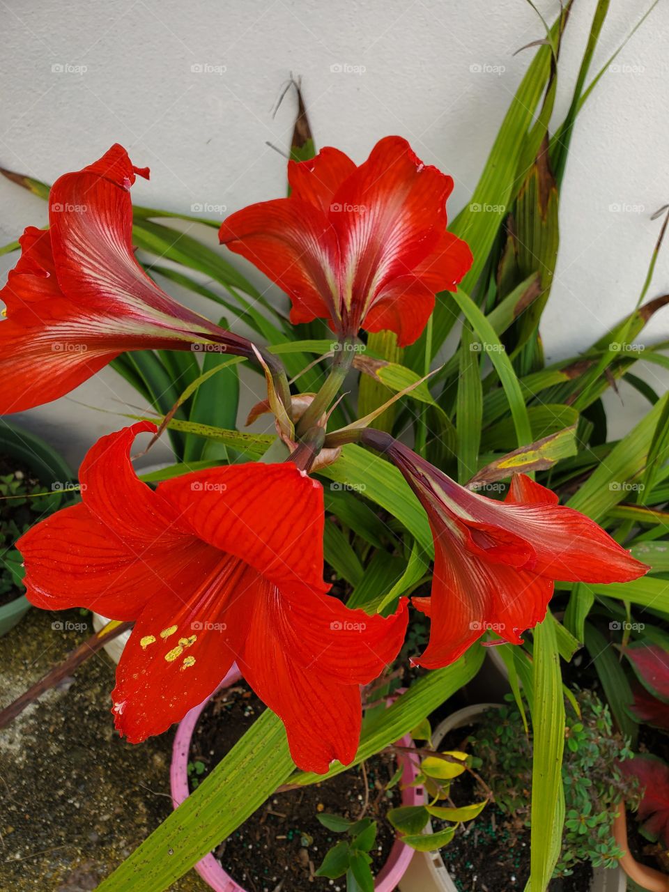 exotic red lily