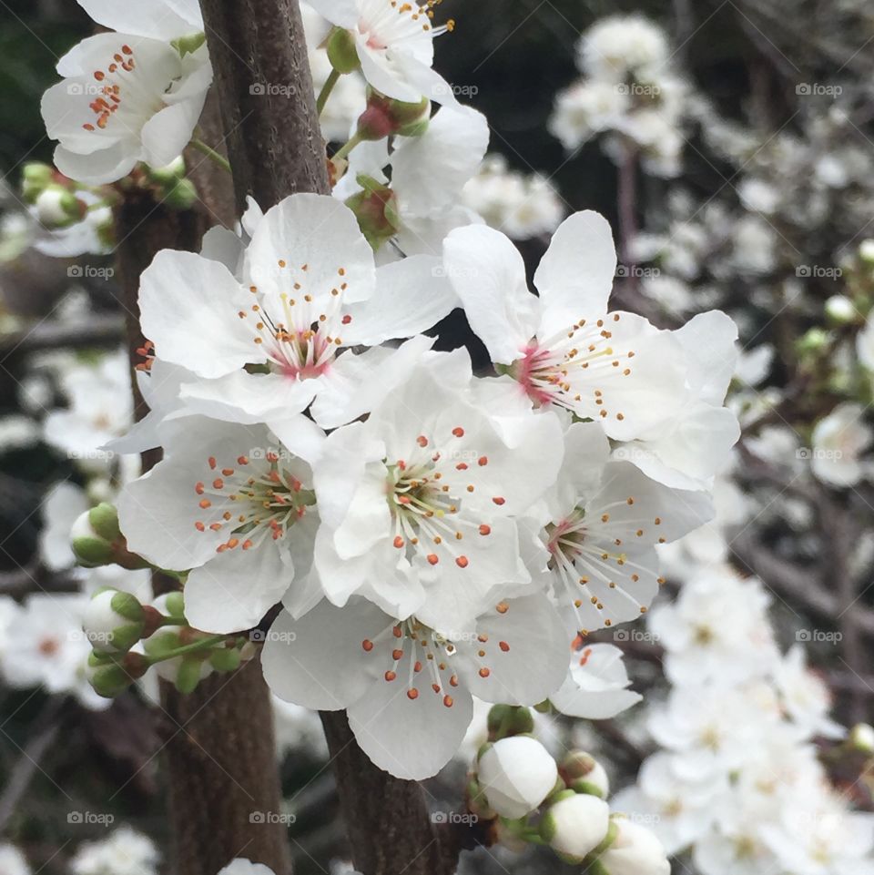 Flowering pear II