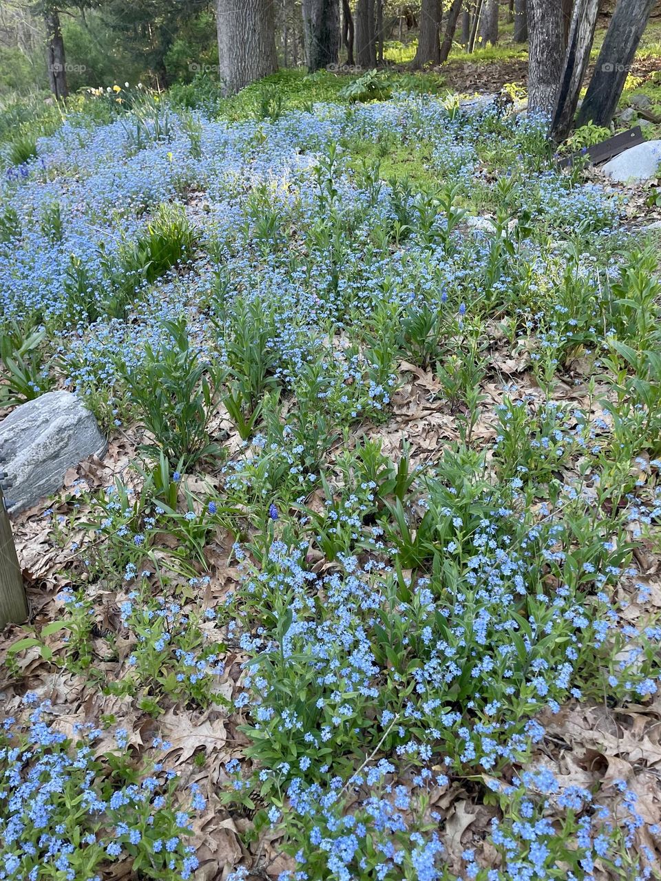 A peaceful wooded area blanketed in woodland forget-me-nots. The soft blue flowers beautifully contrast with the lush green forest floor, creating a serene and colorful natural scene.