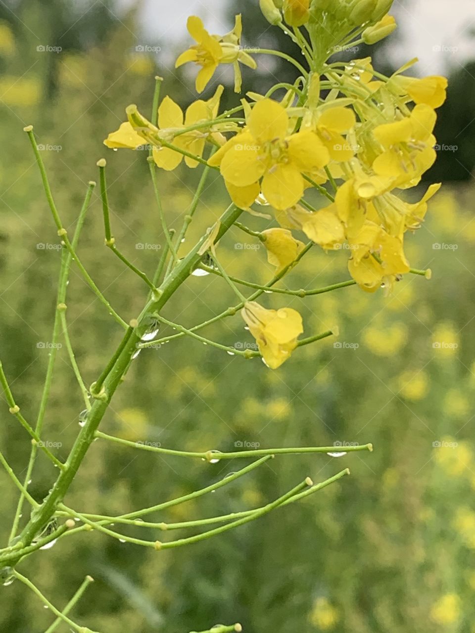 Water droplets in closeup of a flower head in a blurred field of Littlepod False Flax 
