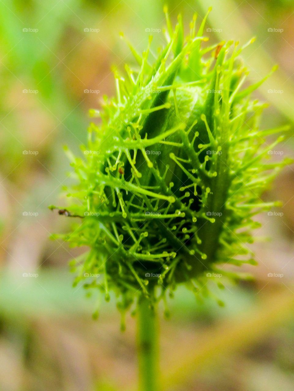 Fetid passionflower. details of Fetid passionflower