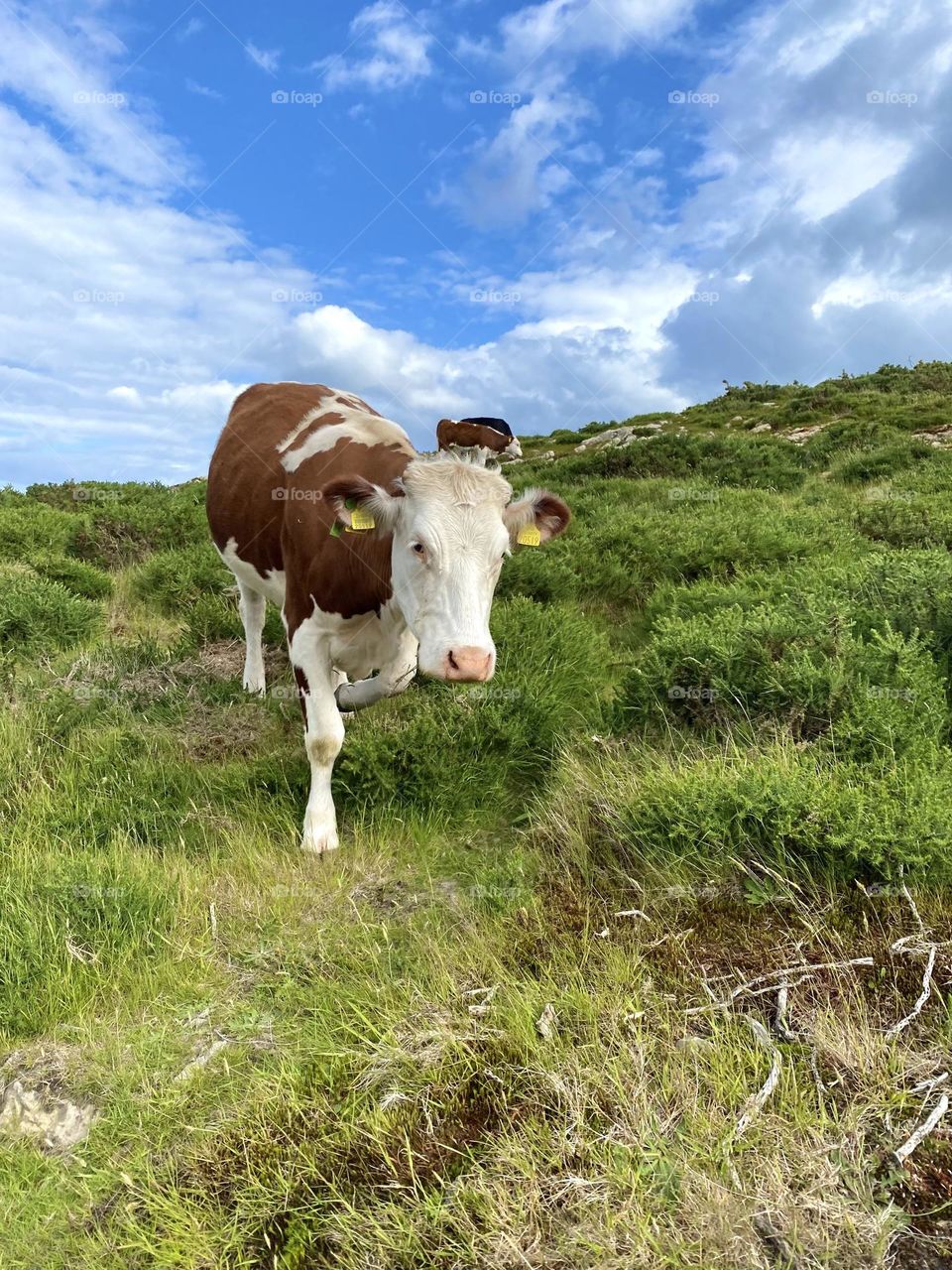Cow